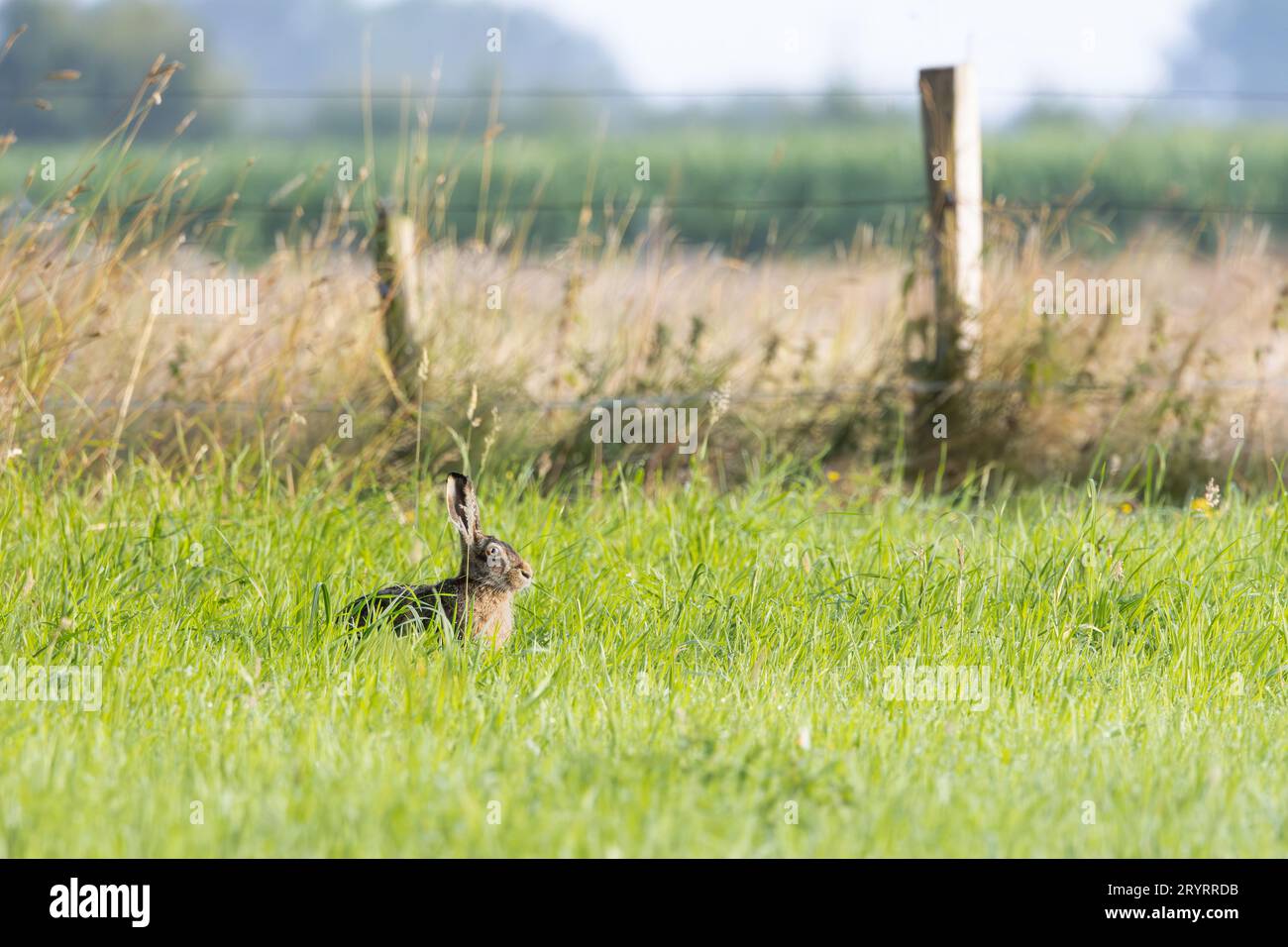 Paesaggio con lepre europea, Lepus europaeus, riposante ma attento con orecchie pungenti e occhi dorati affilati nel suo habitat naturale di prati olandesi Foto Stock