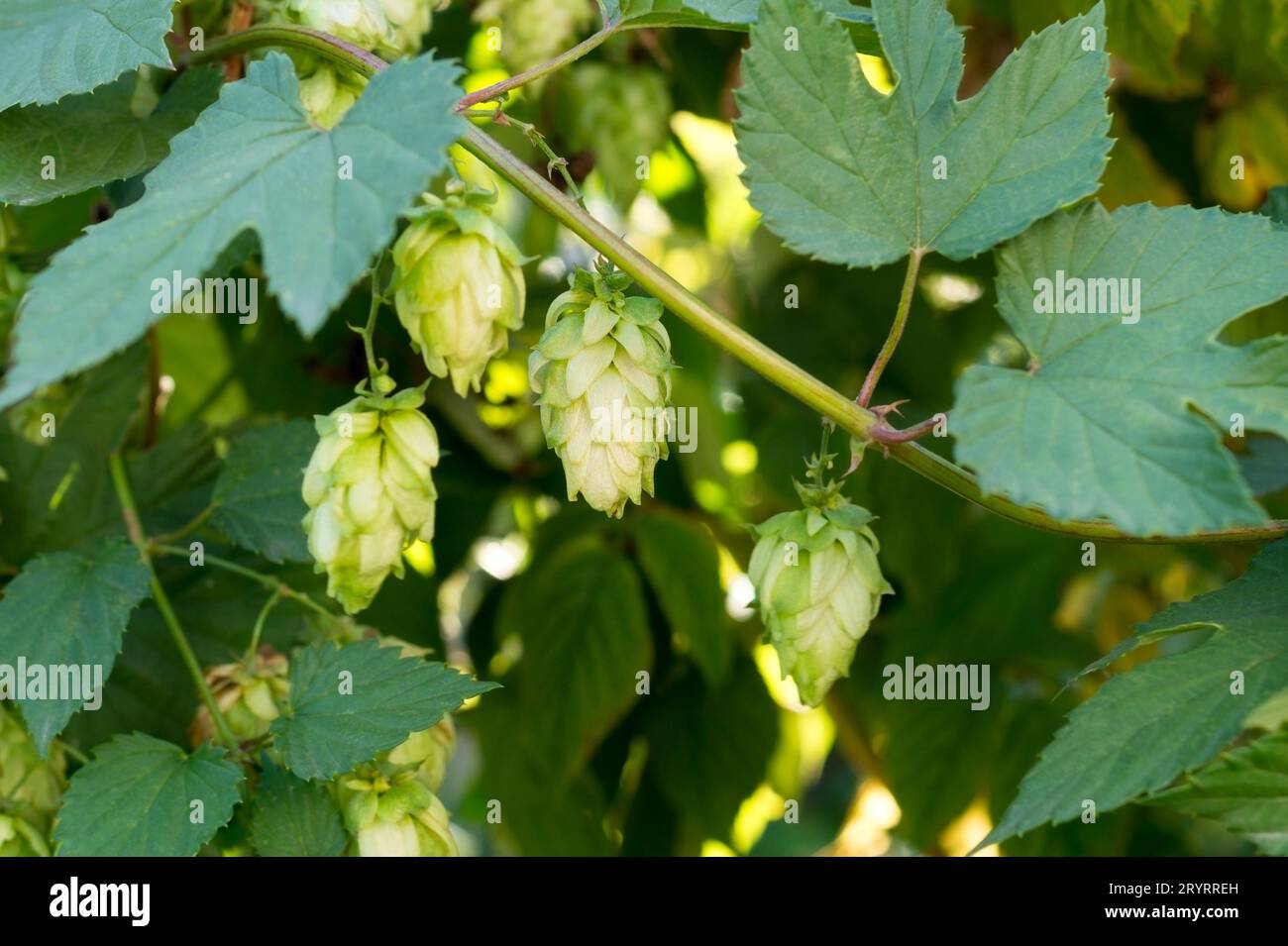 Coni di piante di luppolo verde con foglie verdi, primo piano. Ingrediente amaro per preparare birra o pane. Foto Stock