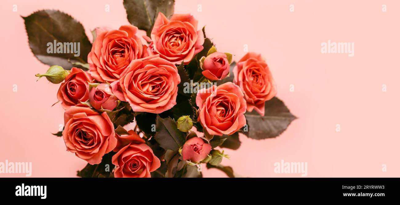 Bouquet di bellissime rose coralline da vicino. Formato banner Foto Stock