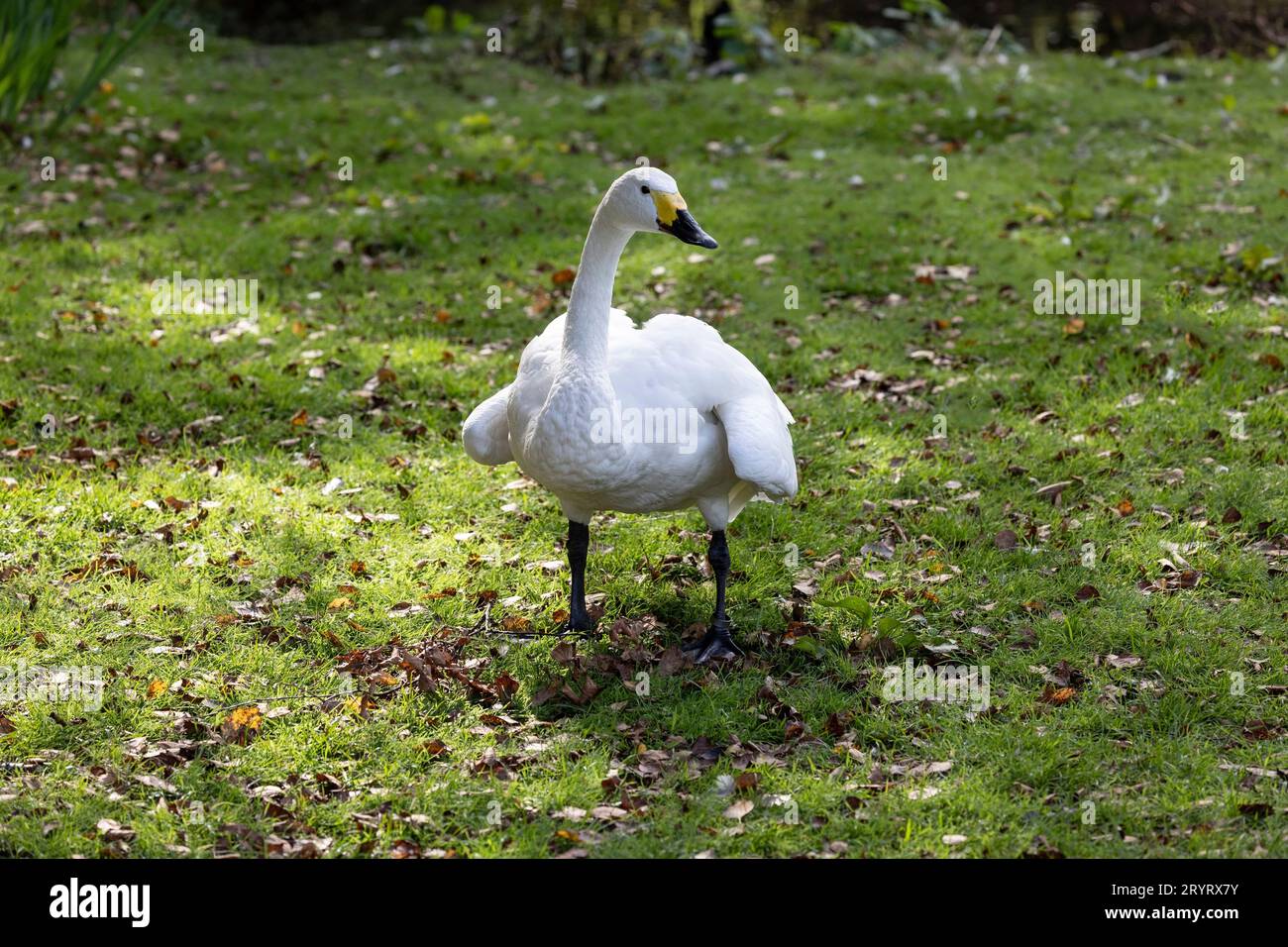 Un solo adulto Bewick's Swan Cygnus columbianus bewickii che cammina sull'erba tra foglie autunnali cadute Foto Stock