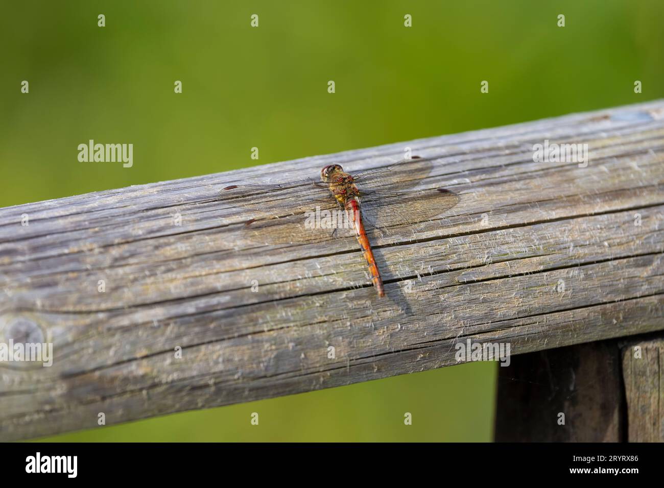 Una libellula Common darter Sympetrum striolatum appollaiata su una trave di legno rotonda su uno sfondo verde diffuso Foto Stock