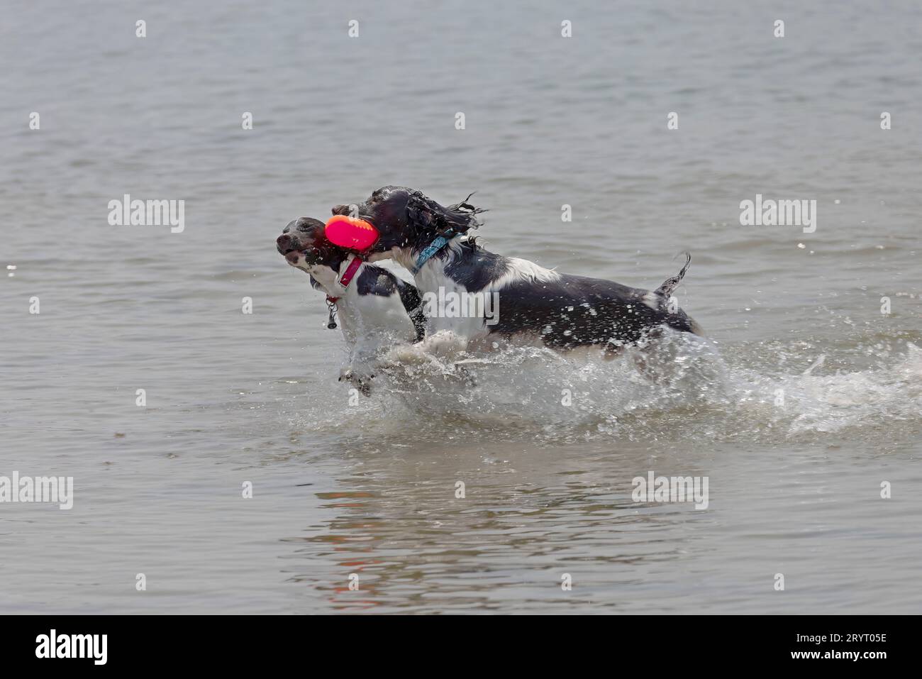 English Springer spaniel Foto Stock