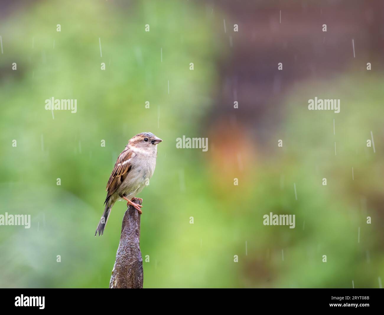 Sparrow che si arrocca su un palo sotto la pioggia Foto Stock
