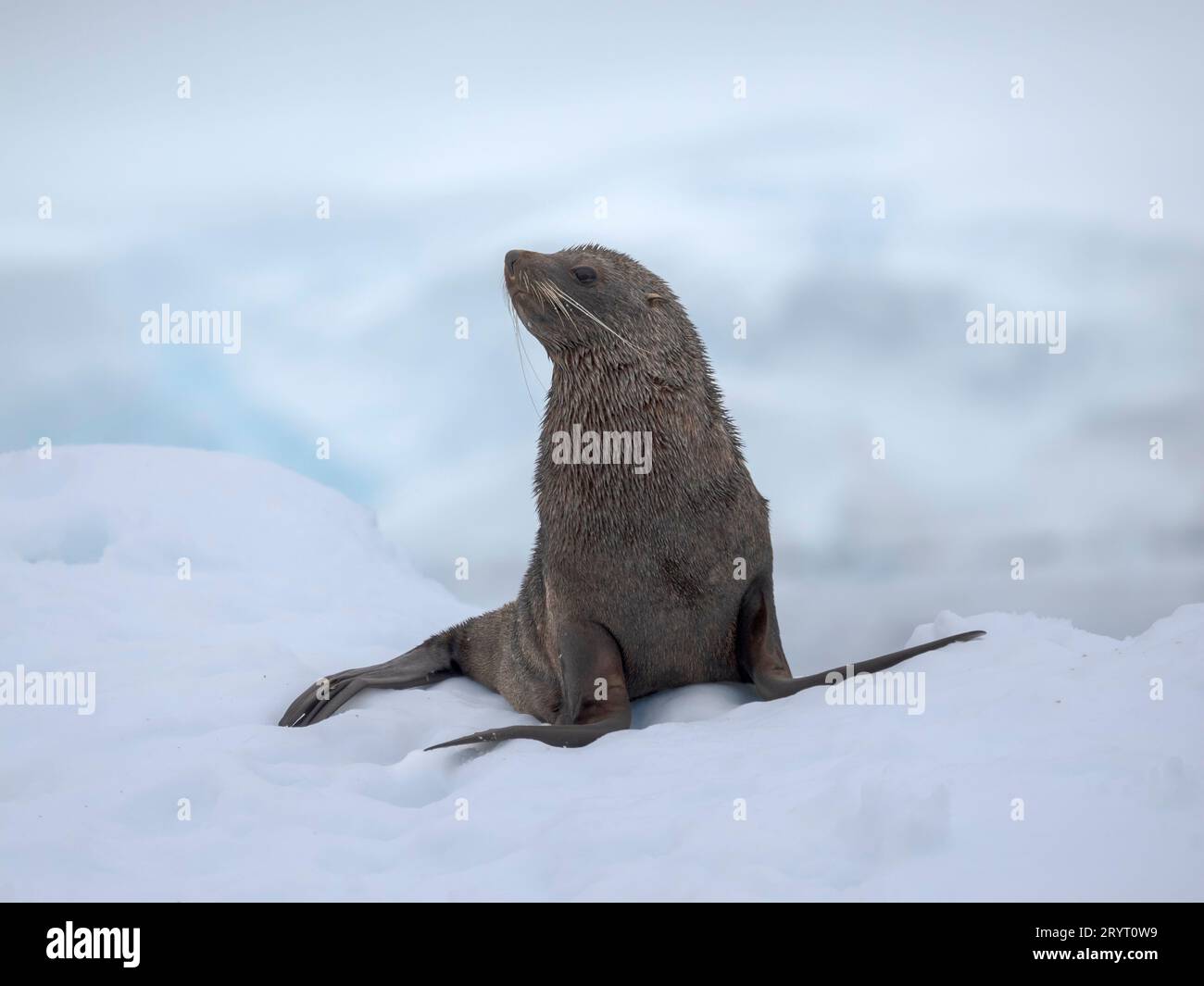 Toro di Joung della foca di pelliccia antartica (Arctocephalus gazella) sulla pista di ghiaccio nella baia di Fournier vicino all'isola di Anver nell'arcipelago di Palmer. Antartide, febbraio Foto Stock