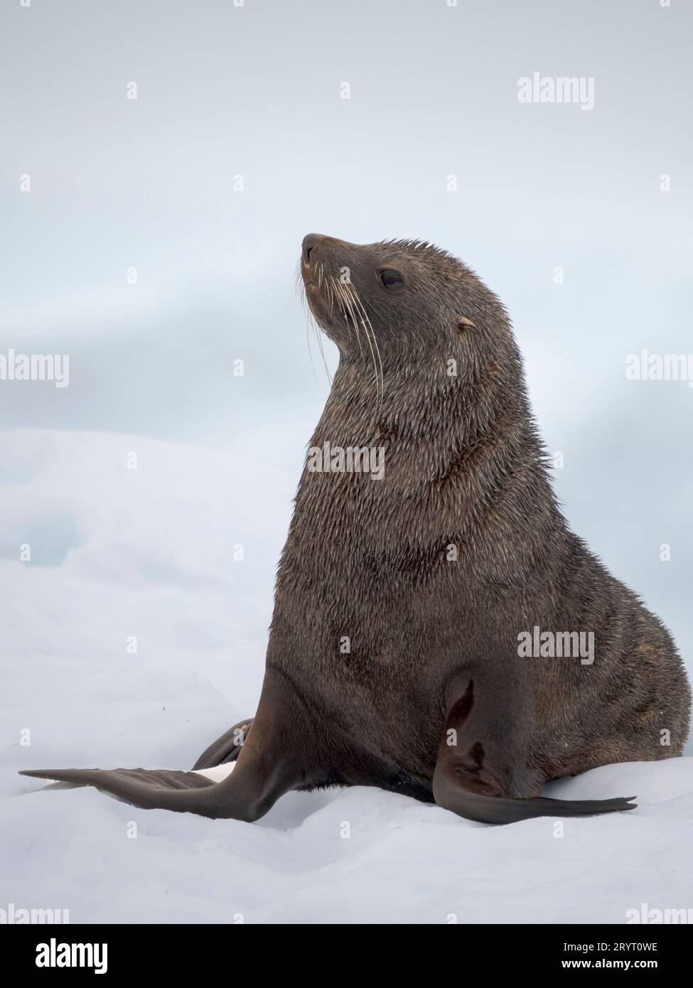 Toro di Joung della foca di pelliccia antartica (Arctocephalus gazella) sulla pista di ghiaccio nella baia di Fournier vicino all'isola di Anver nell'arcipelago di Palmer. Antartide, febbraio Foto Stock