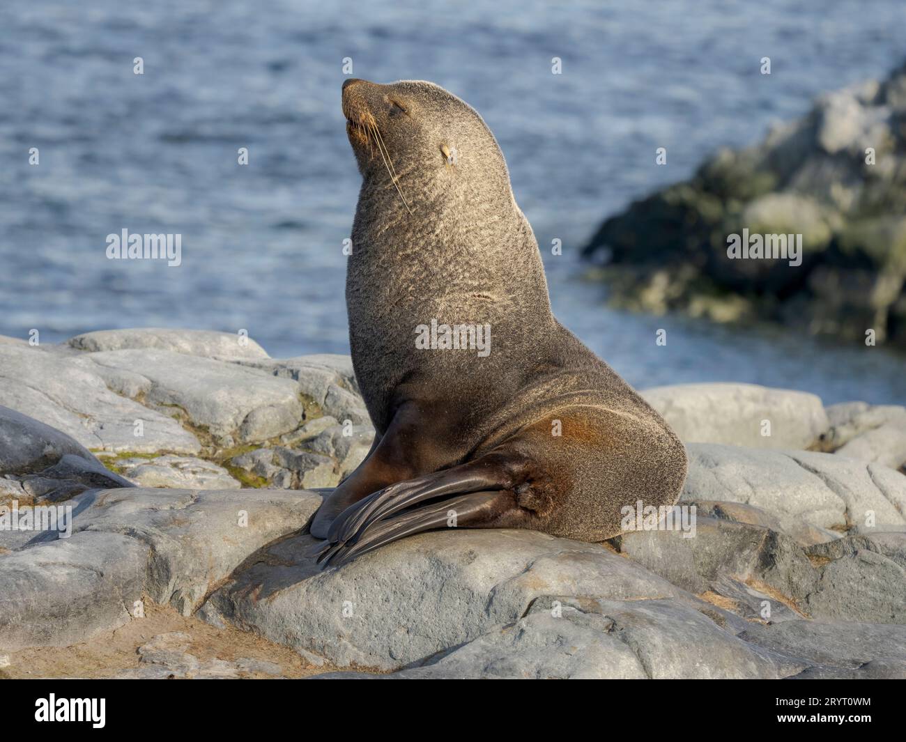 Foca di pelliccia antartica (toro, maschio, Arctocephalus gazella) sulle rocce Hydrurga nell'arcipelago di Palmer. Antartide, febbraio Foto Stock