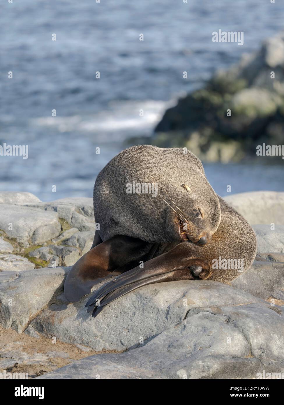 Foca di pelliccia antartica (toro, maschio, Arctocephalus gazella) sulle rocce Hydrurga nell'arcipelago di Palmer. Antartide, febbraio Foto Stock