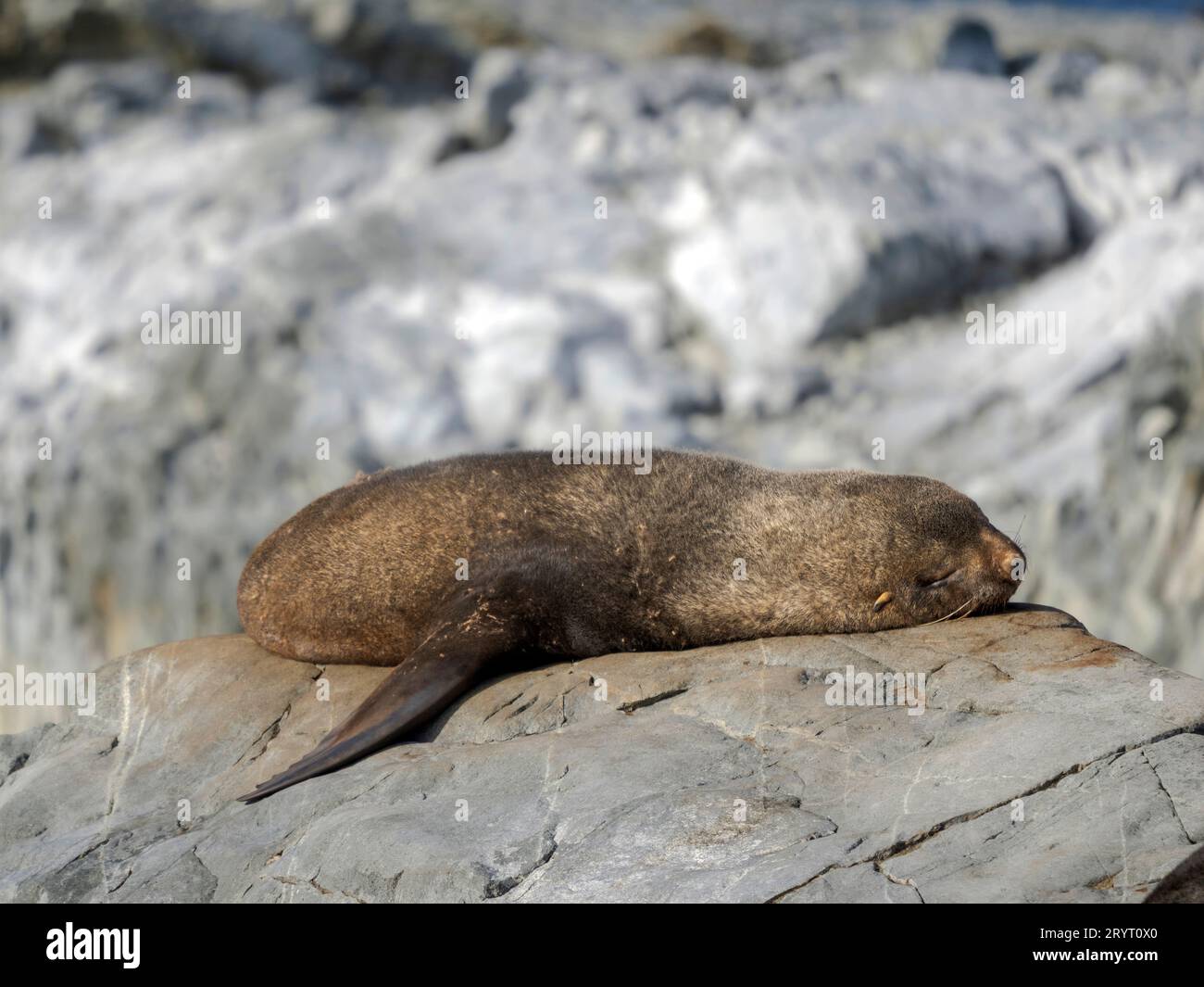 Foca di pelliccia antartica (Arctocephalus gazella) sulle rocce Hydrurga nell'arcipelago Palmer. Antartide, febbraio Foto Stock