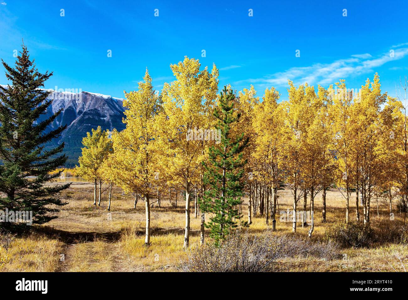 Il fogliame e l'erba Foto Stock