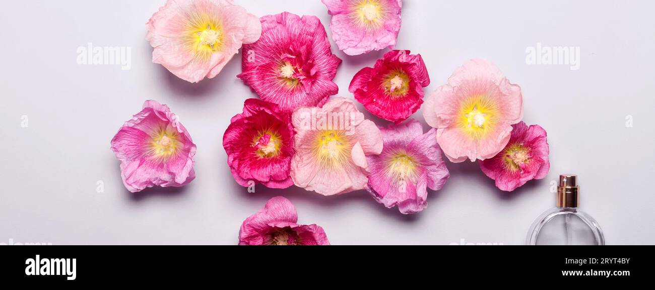 Bottiglia di profumo da donna e fiori di malva rosa. Bellezza minimalista Foto Stock
