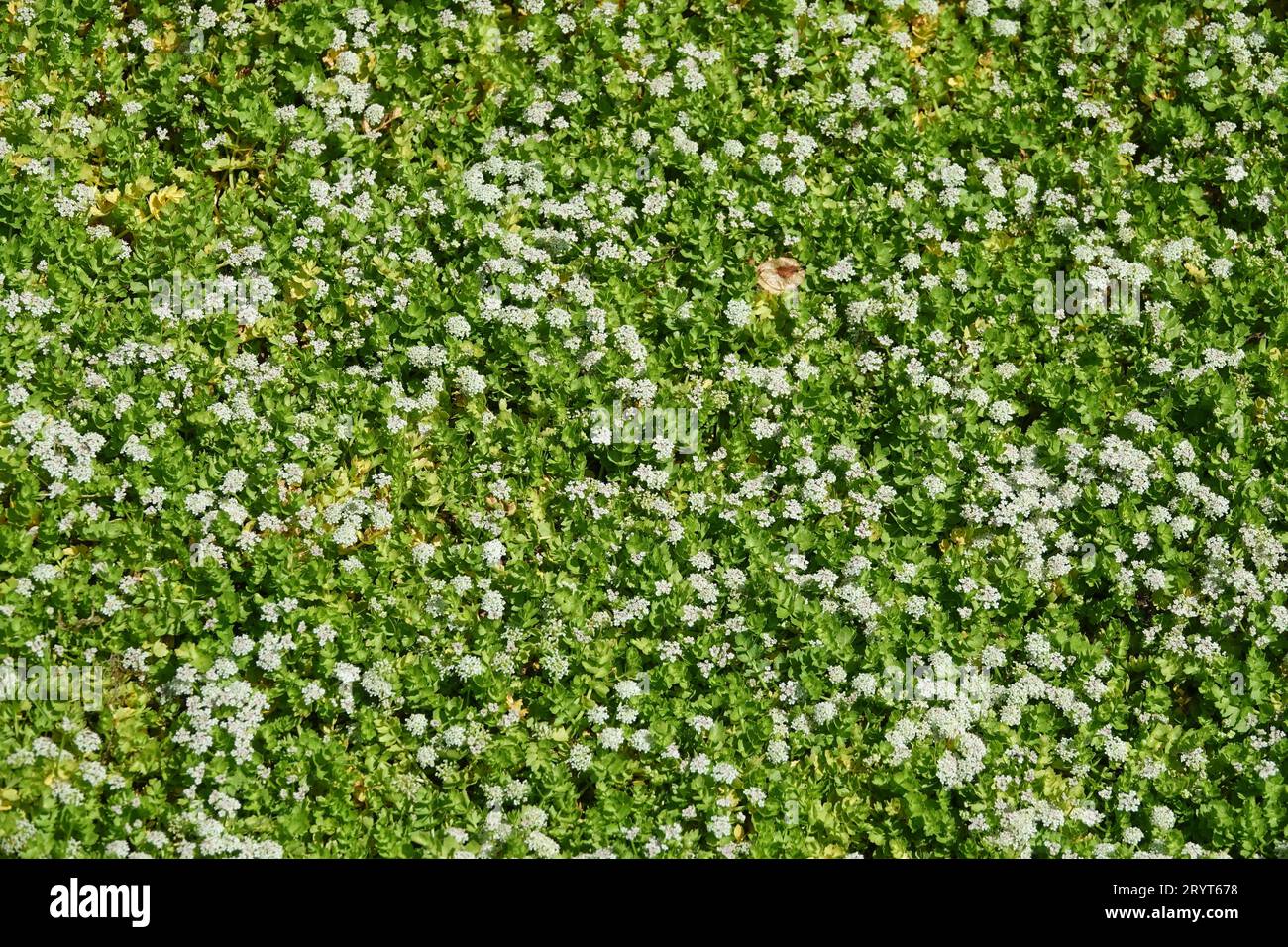 Apium repens, tenero marshwort strisciante Foto Stock