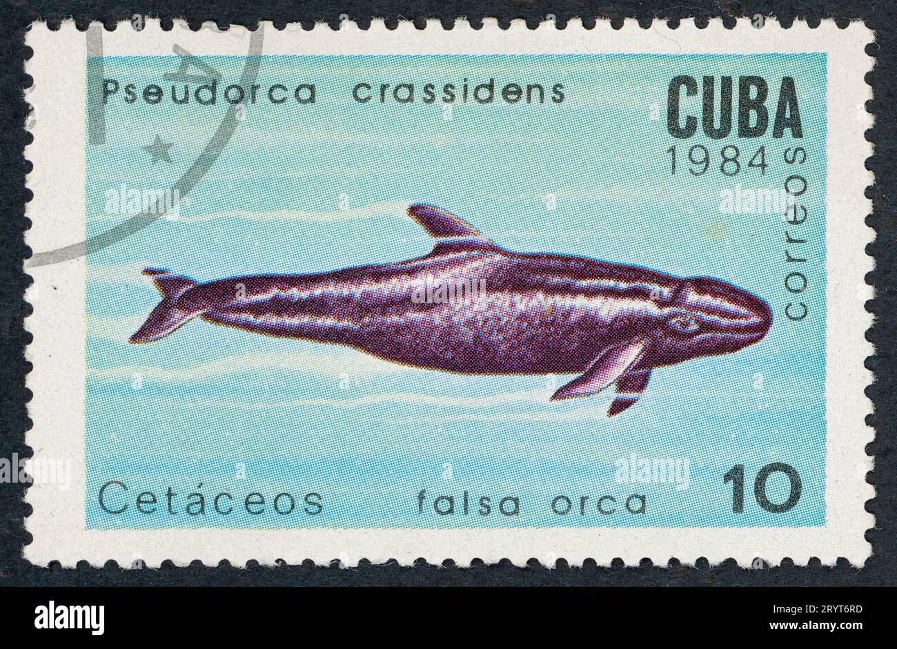 La falsa balena assassina (Pseudorca crassidens). Serie di cetacei. Francobollo emesso a Cuba nel 1984. Foto Stock