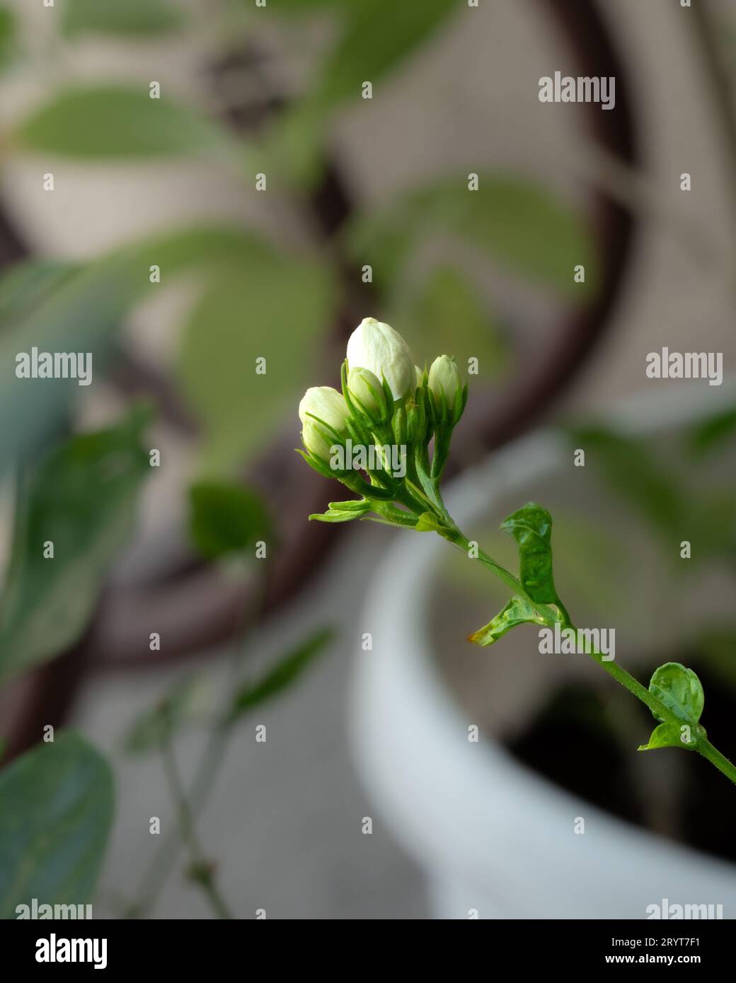 Vista ravvicinata di un gruppo di boccioli di gelsomino che crescono nel giardino. Foto Stock
