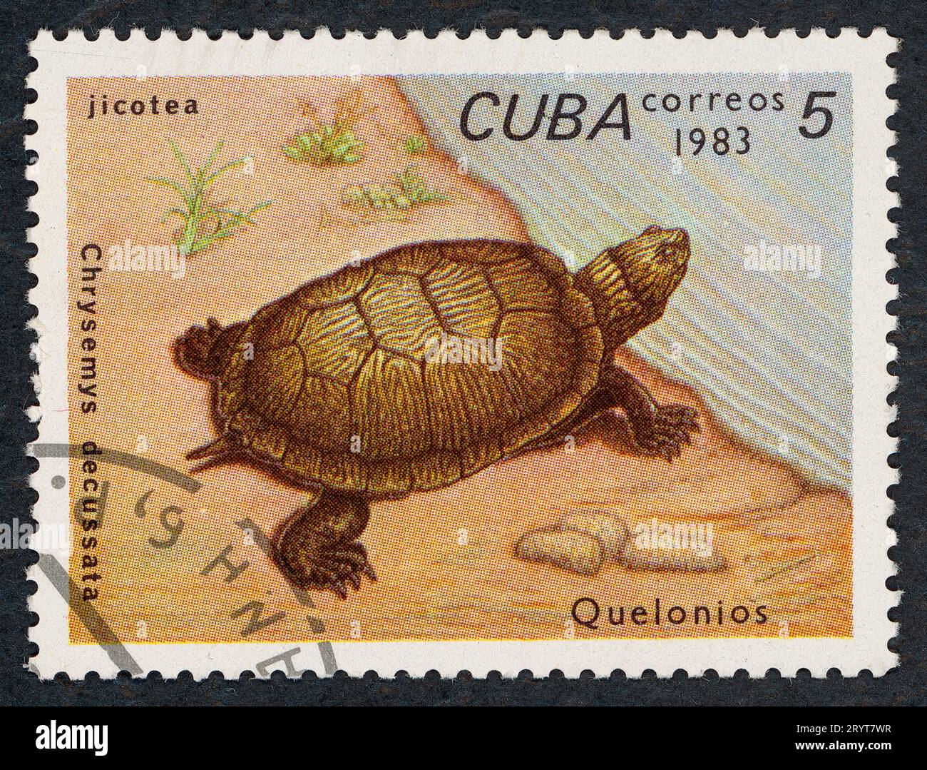 Il cursore cubano (Trachemys decussata, anche Chrysemys decussata). "Quelonios" - Tartarughe. Francobollo emesso a Cuba nel 1983. Foto Stock