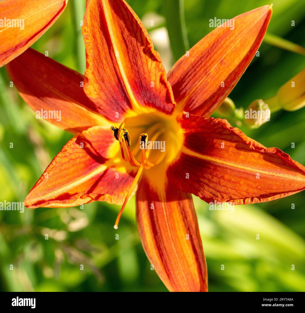 Hemerocallis fulva o il giglio arancione. Giglio di mais fiorito nel giardino. Primo piano. Dettagli. Foto Stock
