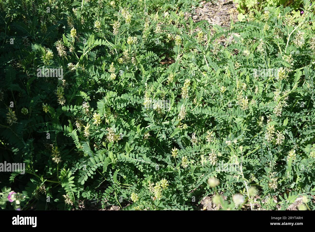 Astragalus gummifer, gum tragacanth Foto Stock