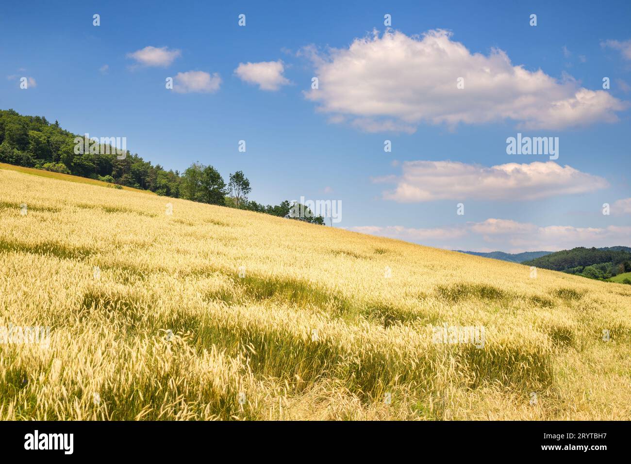 Campo di grano e cielo blu Foto Stock