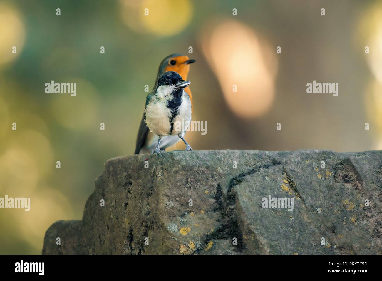 Un piccolo uccello arroccato su una roccia circondato da alberi lussureggianti in un ambiente naturale all'aperto. Foto Stock