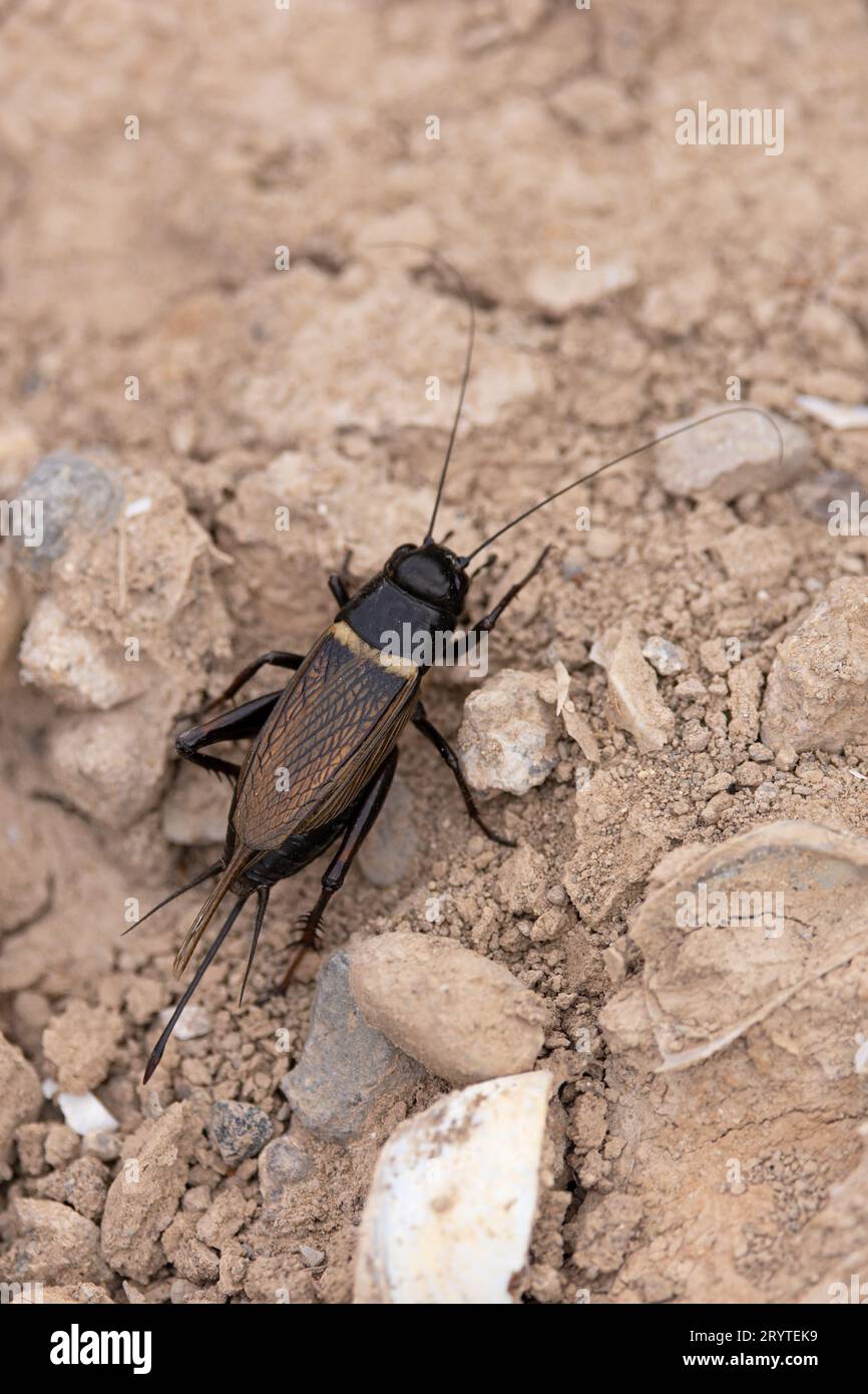 Campo di cricket a due macchie (Gryllus bimaculatus) Pirenei Spagna agosto 2023 Foto Stock