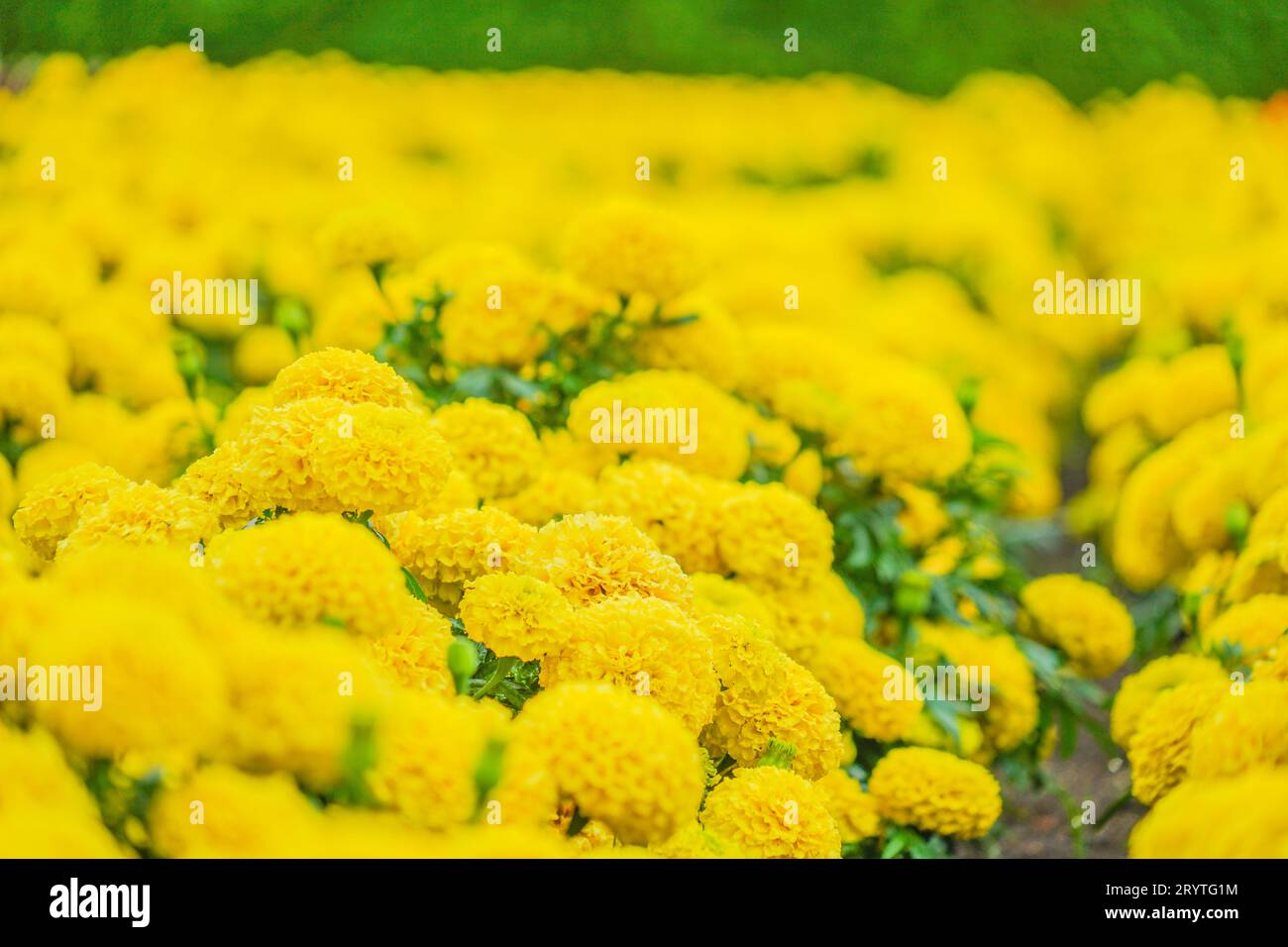 Calendula africana (Senjugiku) Foto Stock