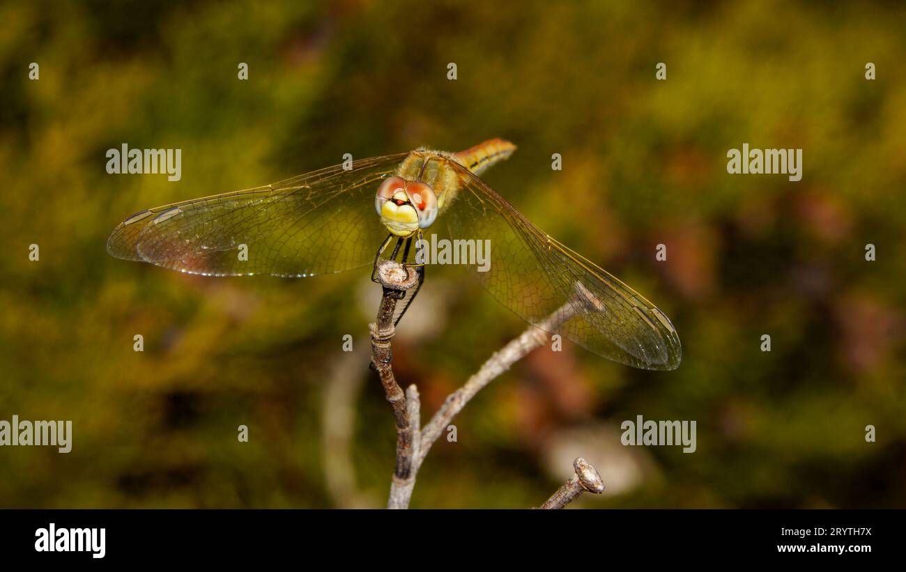 Libellula scarlina femminile (Crocothemis erythraea) con ali trasparenti, Sagres, Portogallo Foto Stock