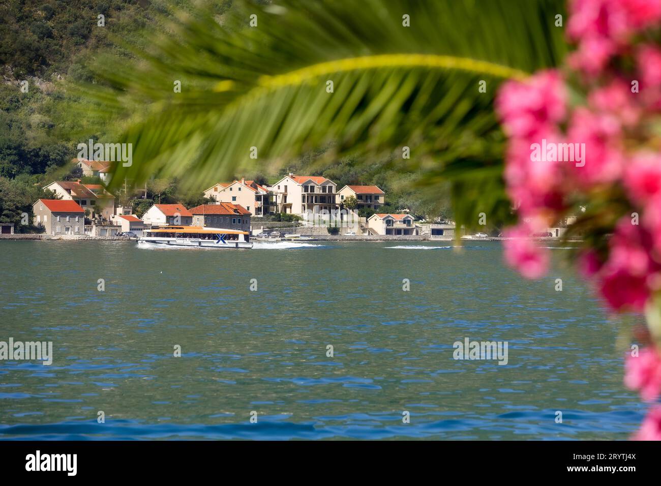 Cattaro, Montenegro - 20 settembre 2023: Mare Adriatico estivo, città, barca attraverso il ramo di palma e fiori di oleandro rosa Foto Stock