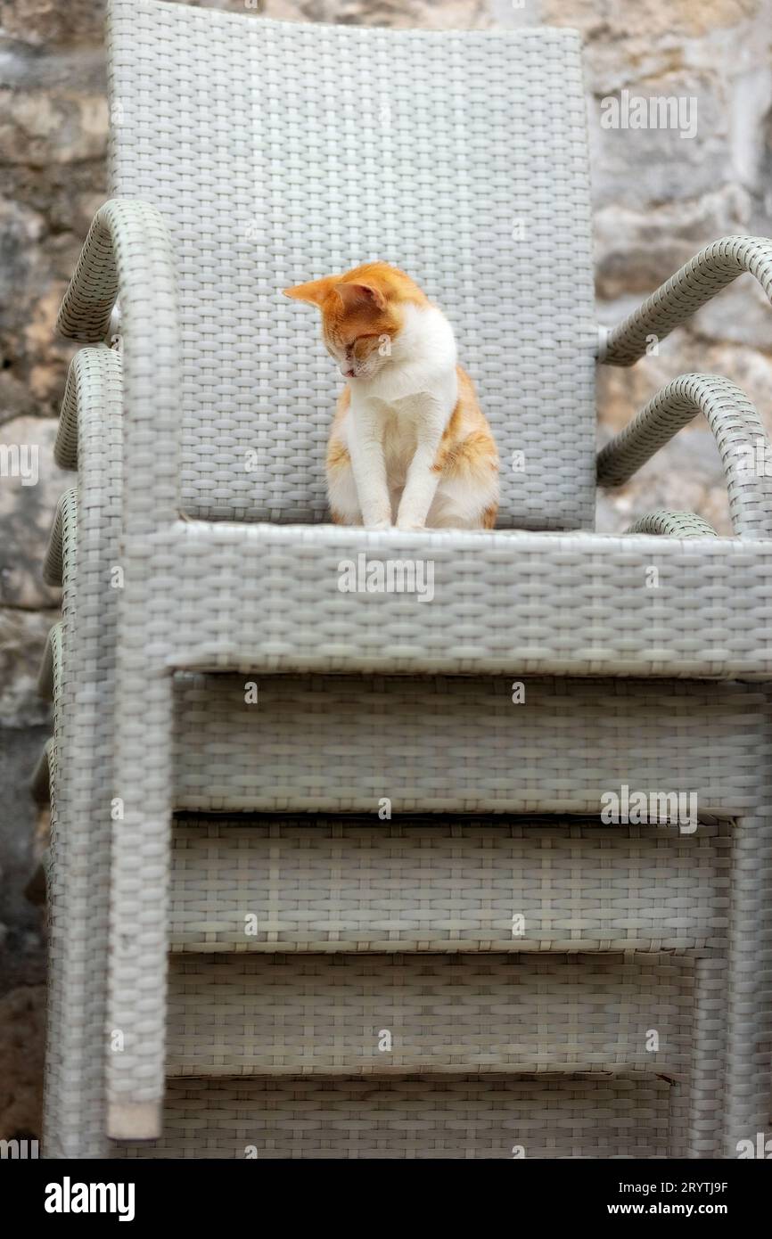 Piccolo gatto randagio rosso zenzero seduto sulla pila di sedie nella città vecchia di Cattaro, Montenegro - città dei gatti Foto Stock