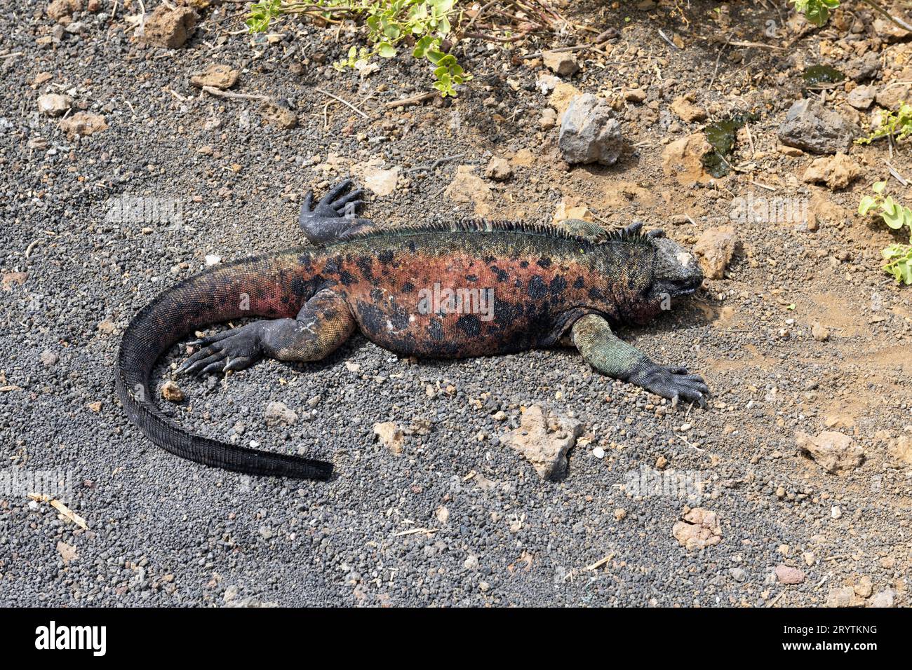 Iguana sull'isola Floreana delle Isole Galápagos. Foto Stock