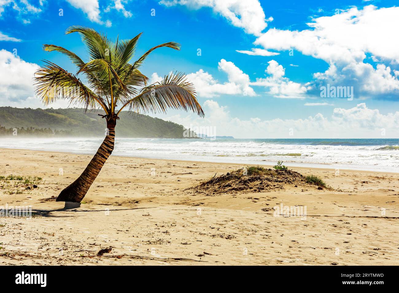 Albero di cocco che germoglia nella sabbia con le onde Foto Stock