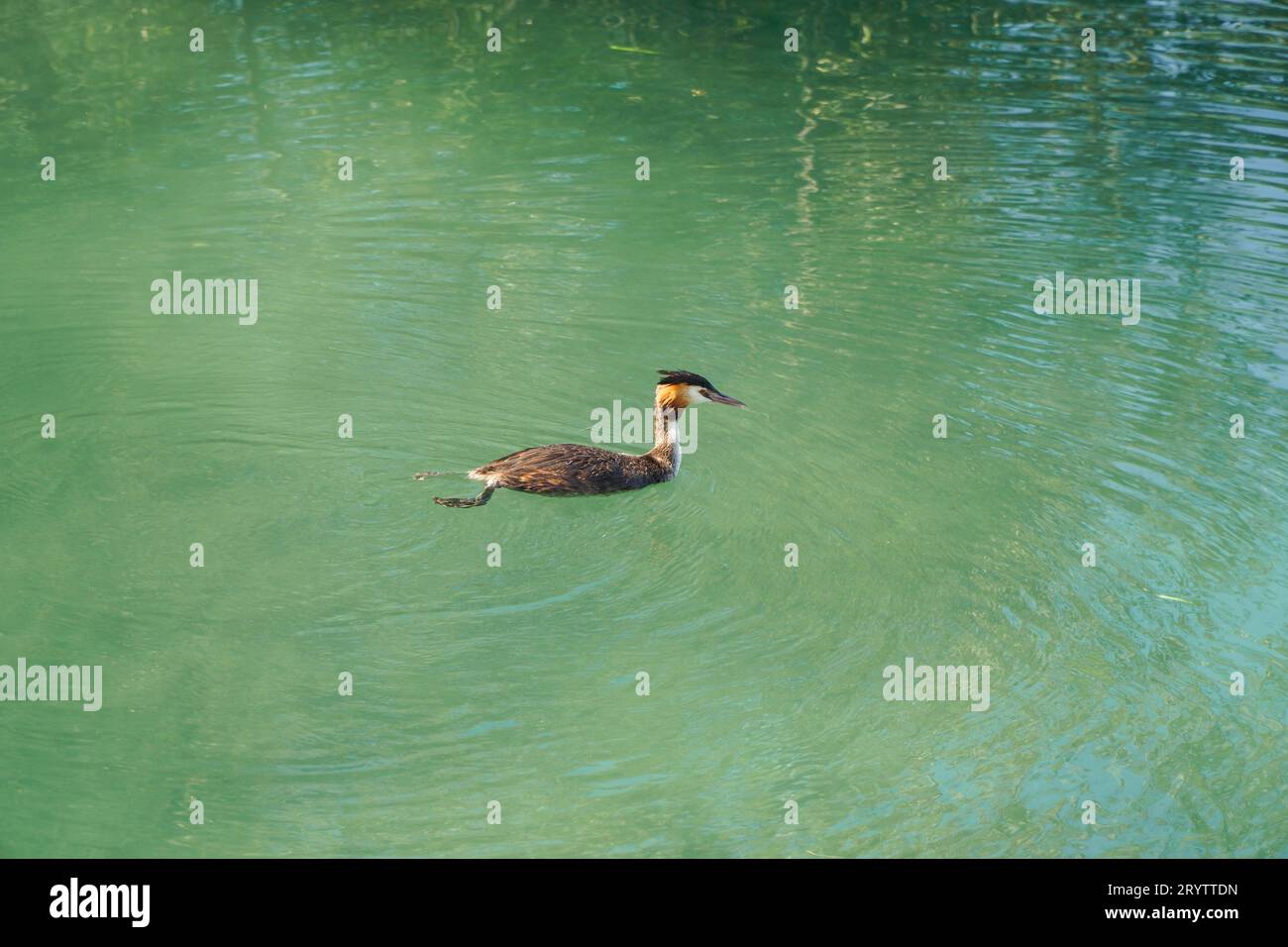 Grande grassa crestata (Podiceps cristatus) adulti sulle acque limpide del lago Iseo Sarnico Italia. Settembre 2023. Foto Stock