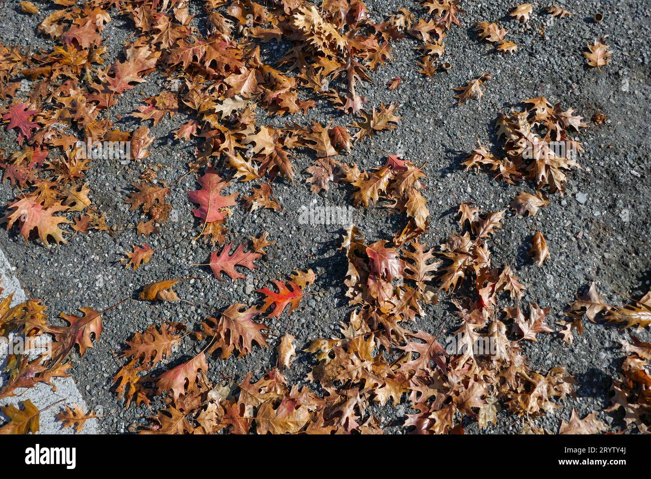 Foglie autunnali nell'area parcheggio di uno studio medico nel nord della Florida. Foto Stock