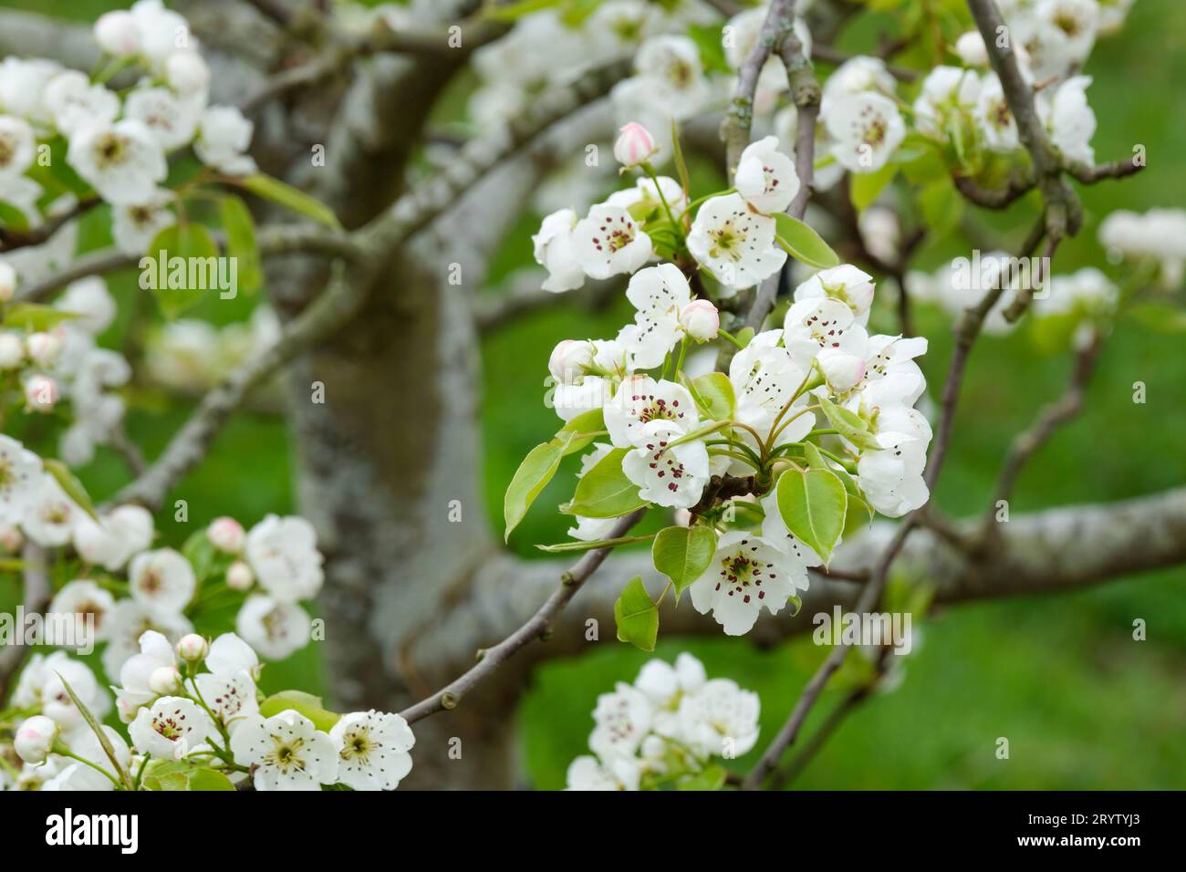 Pyrus communis Jeribasma, Pera Jeribasma, fiore bianco all'inizio della primavera Foto Stock