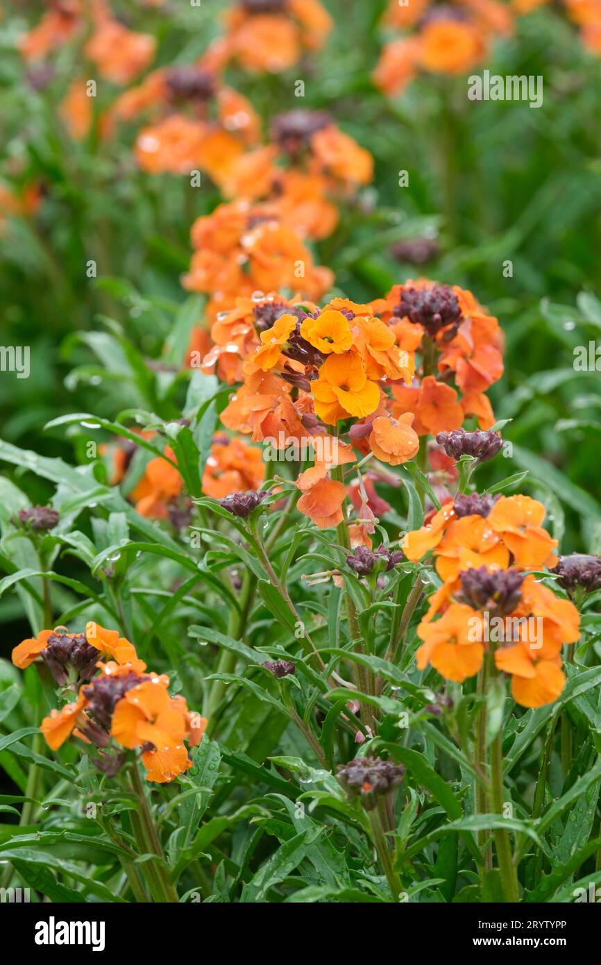 Erysimum Apricot Twist, wallflower Apricot Twist, albicocche-arancio fiorito Foto Stock