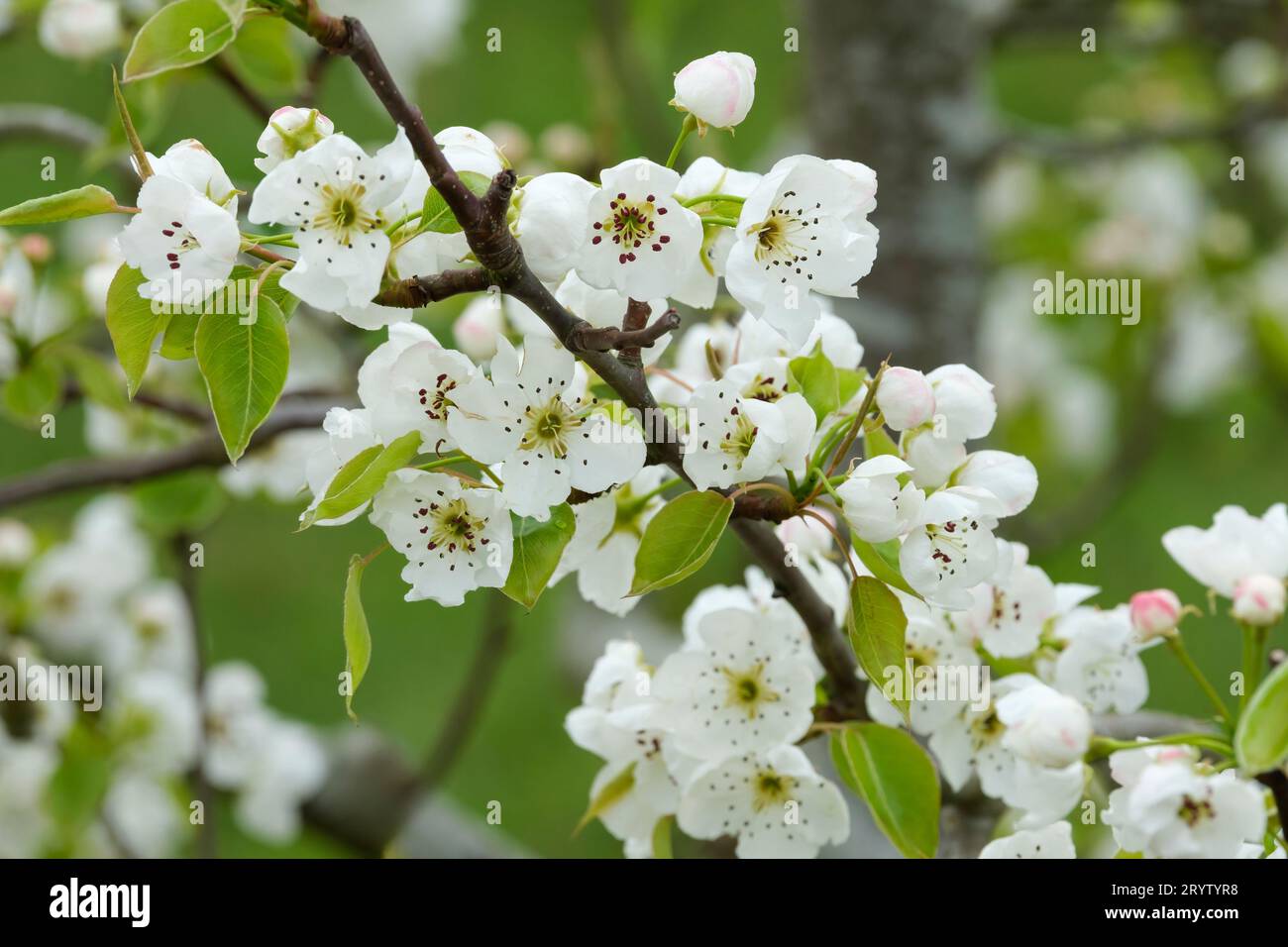 Pyrus communis Jeribasma, Pera Jeribasma, fiore bianco all'inizio della primavera Foto Stock