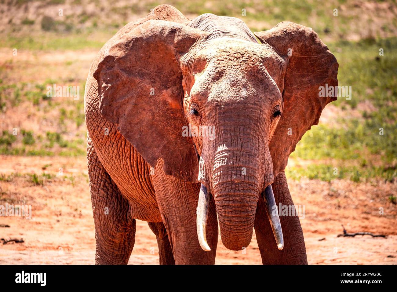 Elefante in Kenya. Safari nel Parco Nazionale dello Tsavo. Gli elefanti rossi in natura. Africa Foto Stock