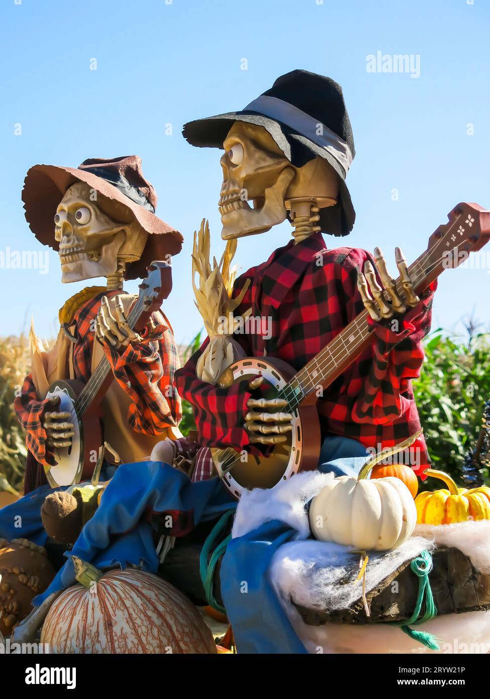 Spaventapasseri che osservano Pumpkin Patch Foto Stock