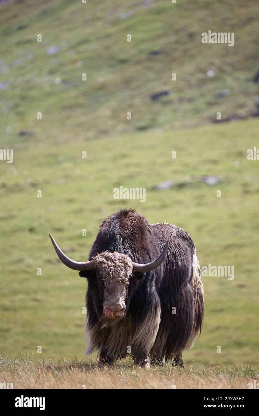 Sarlyk di bue di montagna o in lating Bos grunniens nell'ambiente naturale delle Highland. Foto Stock