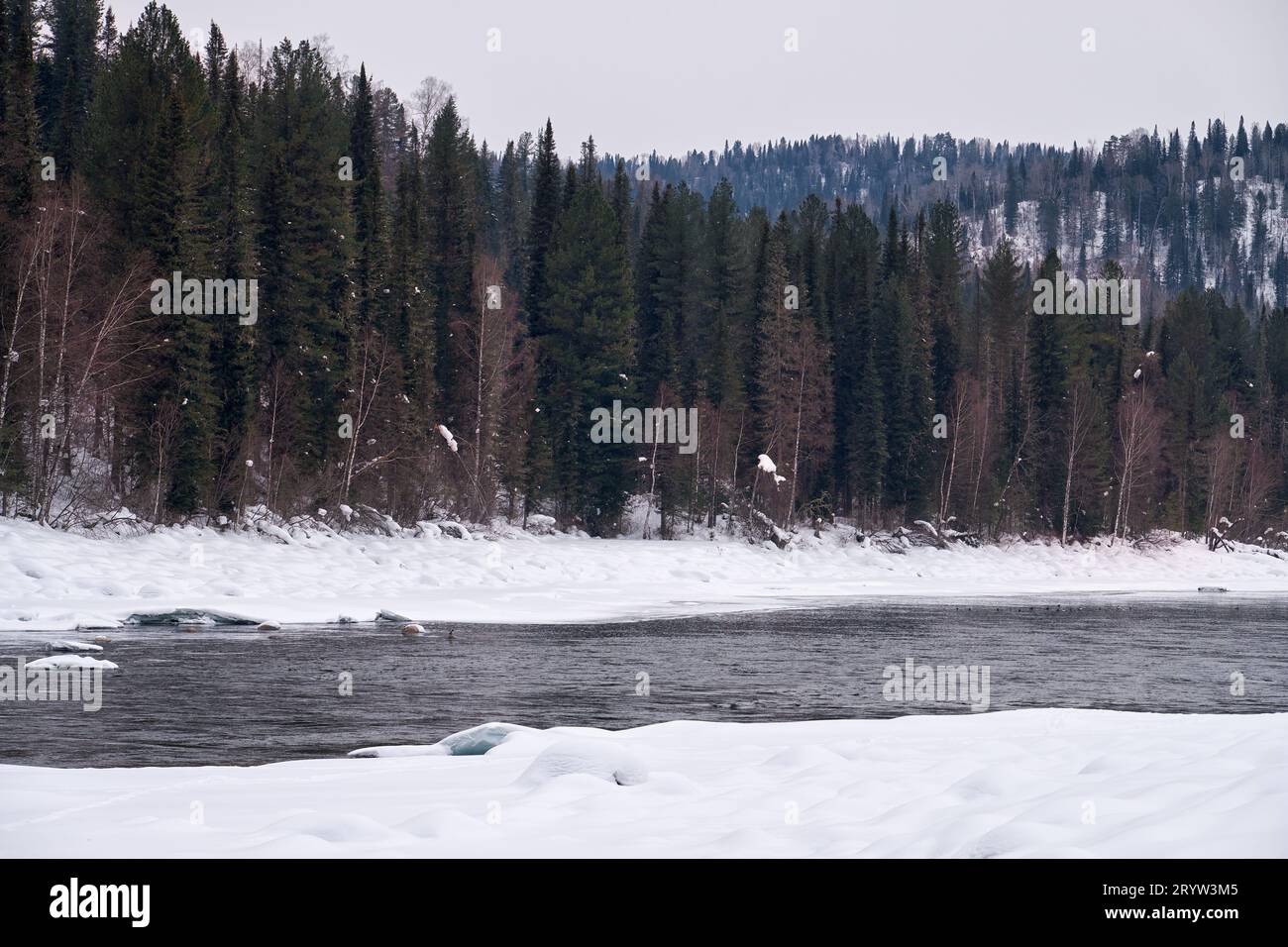 Fiume Altai Biya nella stagione invernale. Le rive del fiume sono coperte da ghiaccio e neve. Foto Stock