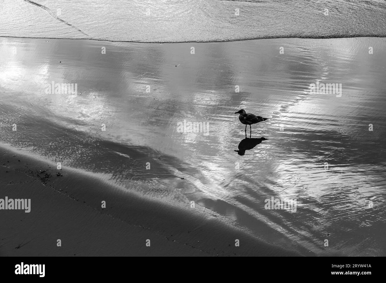 Gabbiano sulla riva nel pomeriggio a la Concha Beach, Donostia, Spagna Foto Stock