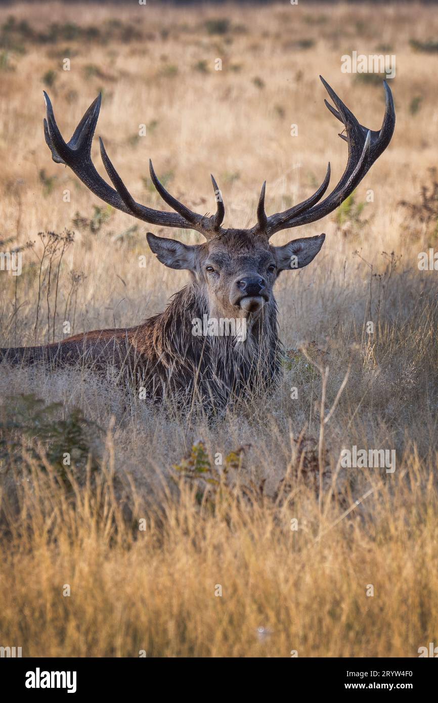 Cervo maschio adulto, una bestia possente e impressionante che giace nell'erba lunga Foto Stock