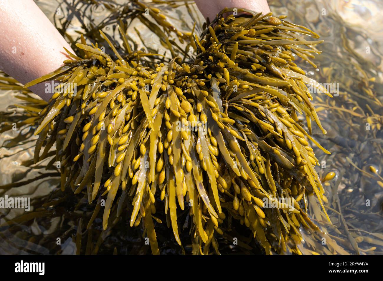 Mani che reggono un'alga Bladderwrack sulla spiaggia. Fucus vesiculosus Foto Stock