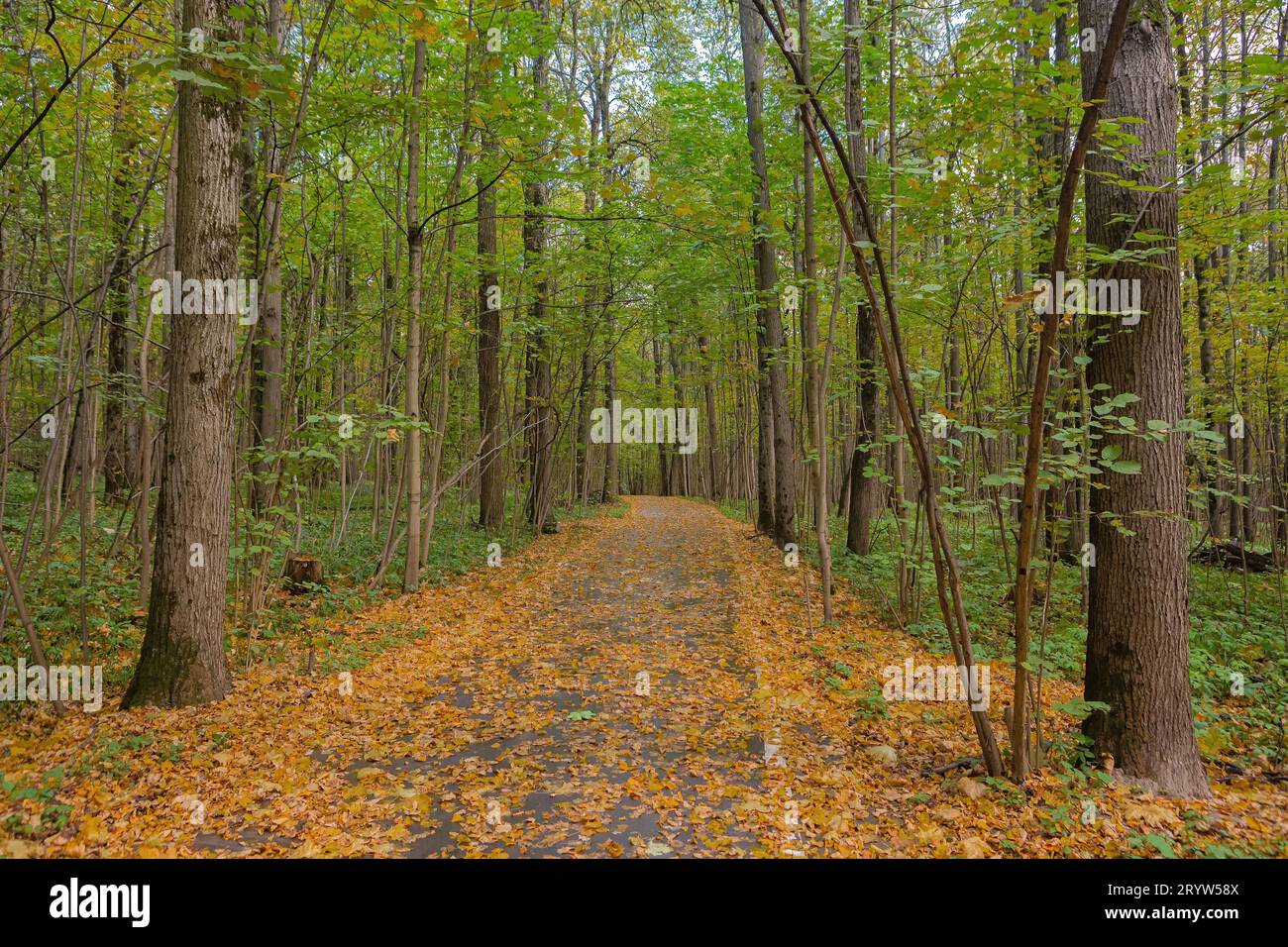 strada nella foresta coperta di foglie cadute Foto Stock