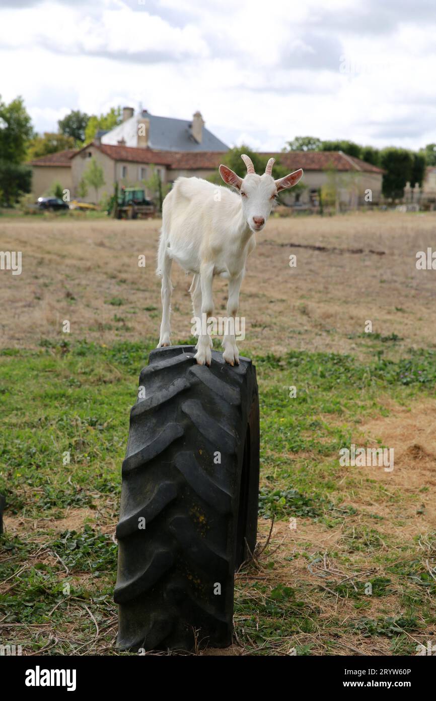 Una capra giovane in piedi sopra uno pneumatico del trattore. Foto Stock