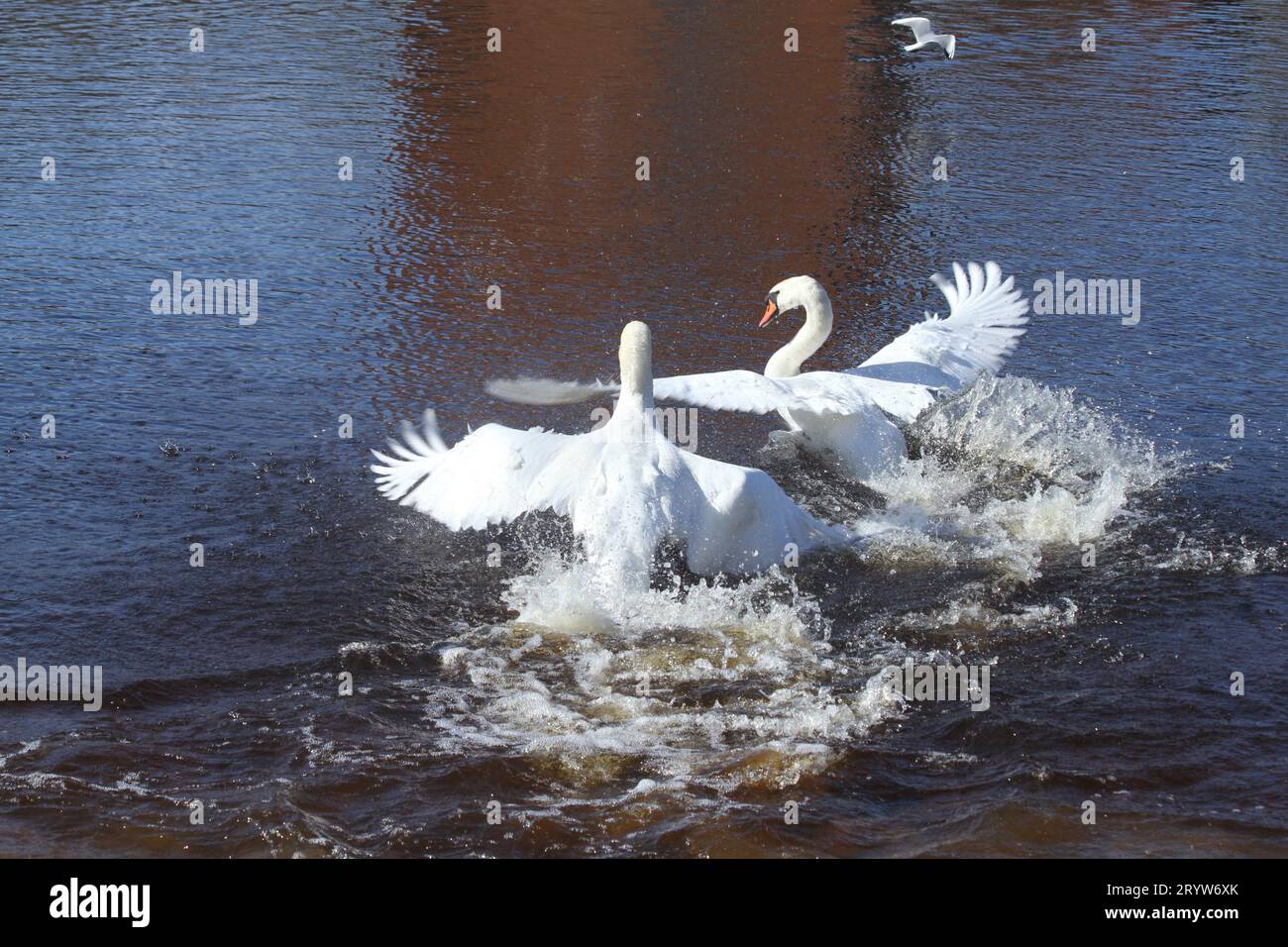 cigni, uccelli selvatici, uccelli acquatici. i cigni combattono. primavera. cigni nell'acqua. swan lake. Foto Stock
