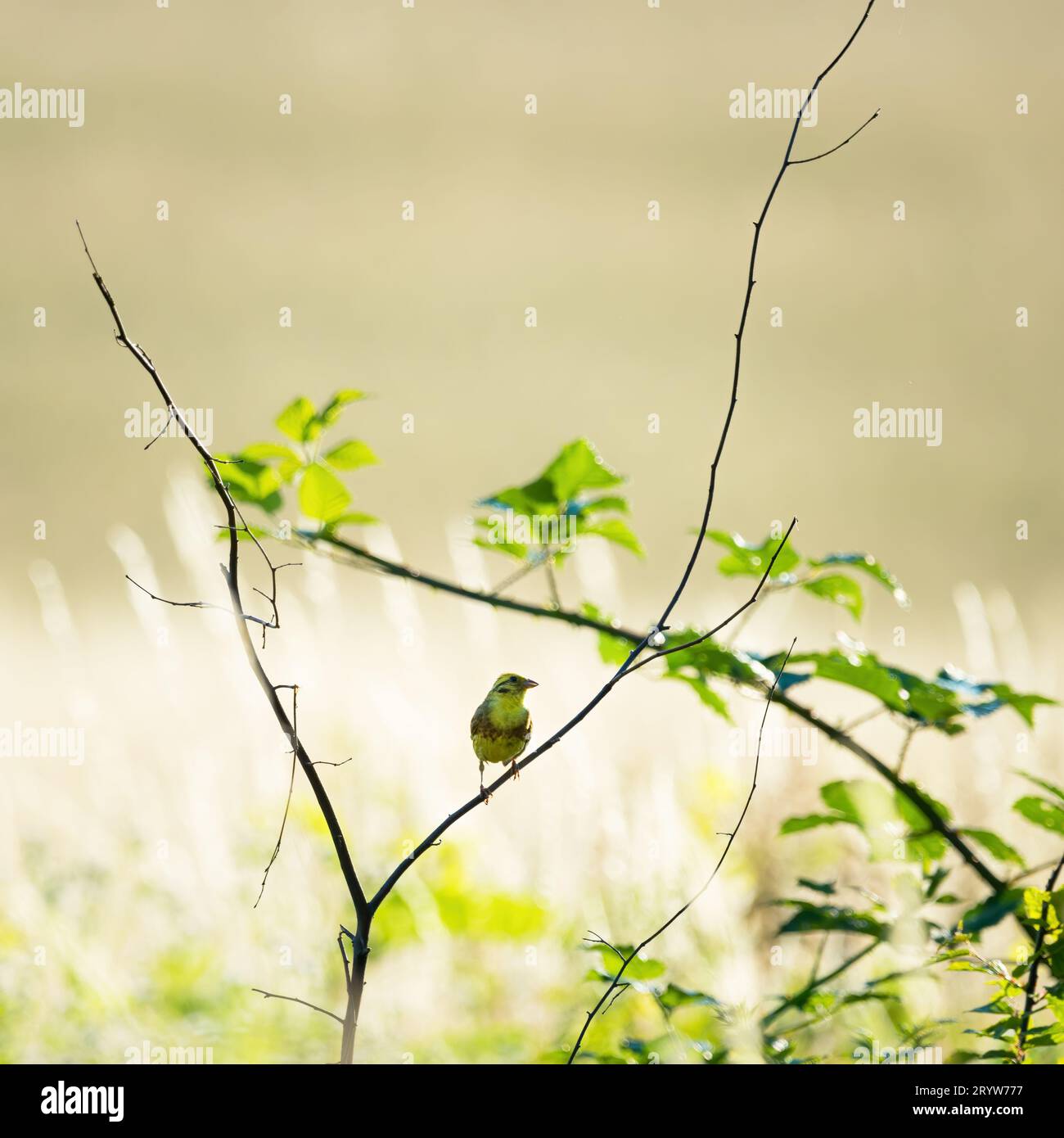 Yellowhammer su un ramoscello su un campo Foto Stock
