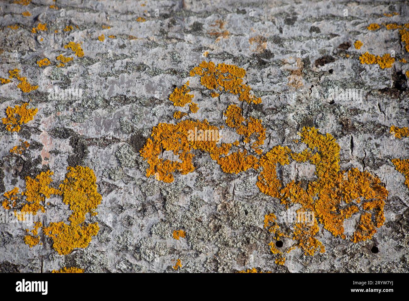 Abbaiare. Consistenza della corteccia. Schema di corteccia.corteccia di alberi. Primo piano. Foto naturale. Natura. Foto Stock