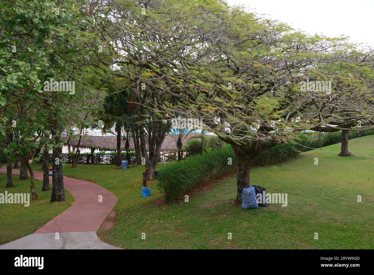 Percorso in cemento con alberi e sacchetti per rifiuti usa e getta. Pulizia della natura Foto Stock