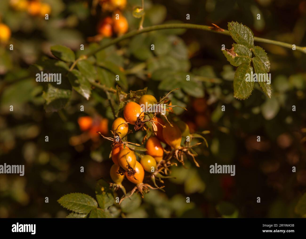 In autunno, in British Columbia, Canada, crescono bacche di rosa rosso-arancio in maturazione. Foto Stock