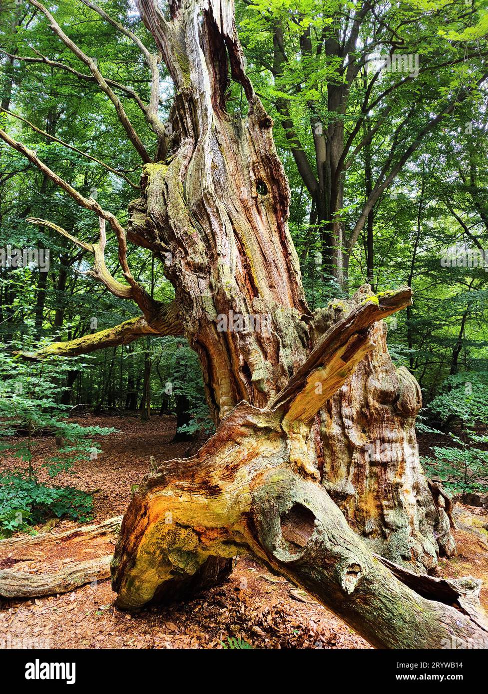 Foresta primordiale di Sababurg, riserva naturale, Reinhardswald estate District, Assia, Germania, Europa Foto Stock