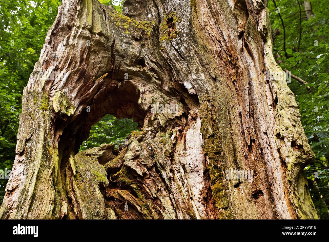 Foresta primordiale di Sababurg, riserva naturale, Reinhardswald estate District, Assia, Germania, Europa Foto Stock